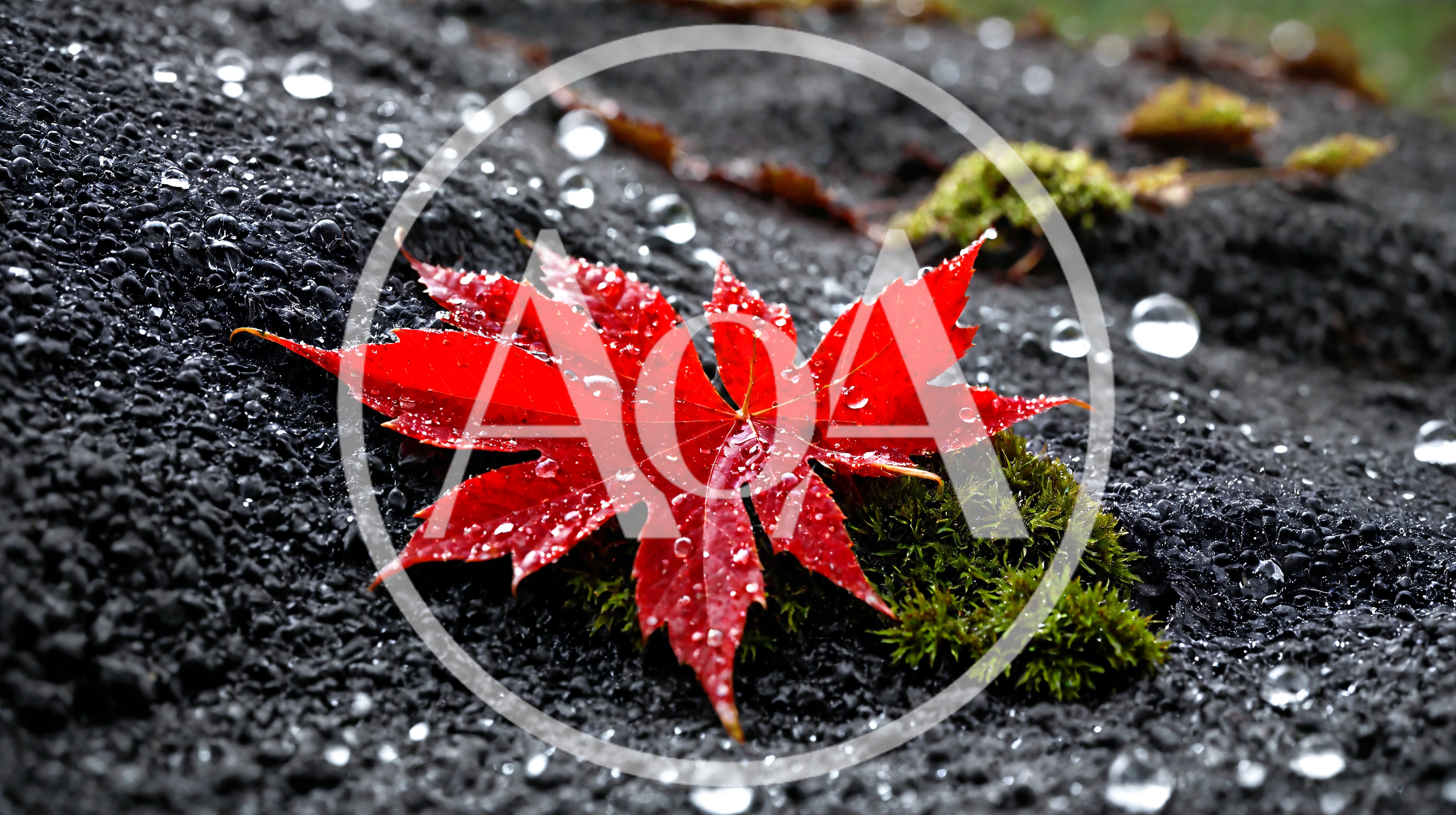 Vibrant Red Maple Leaf On Wet Mossy Rock