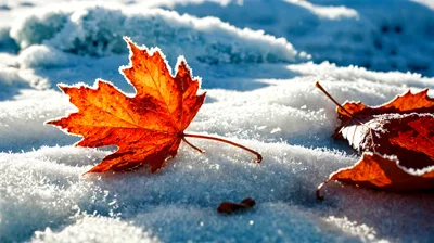Frost Covered Maple Leaves Resting On Fresh Snow