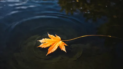 Single Orange Maple Leaf Floating On Dark Water