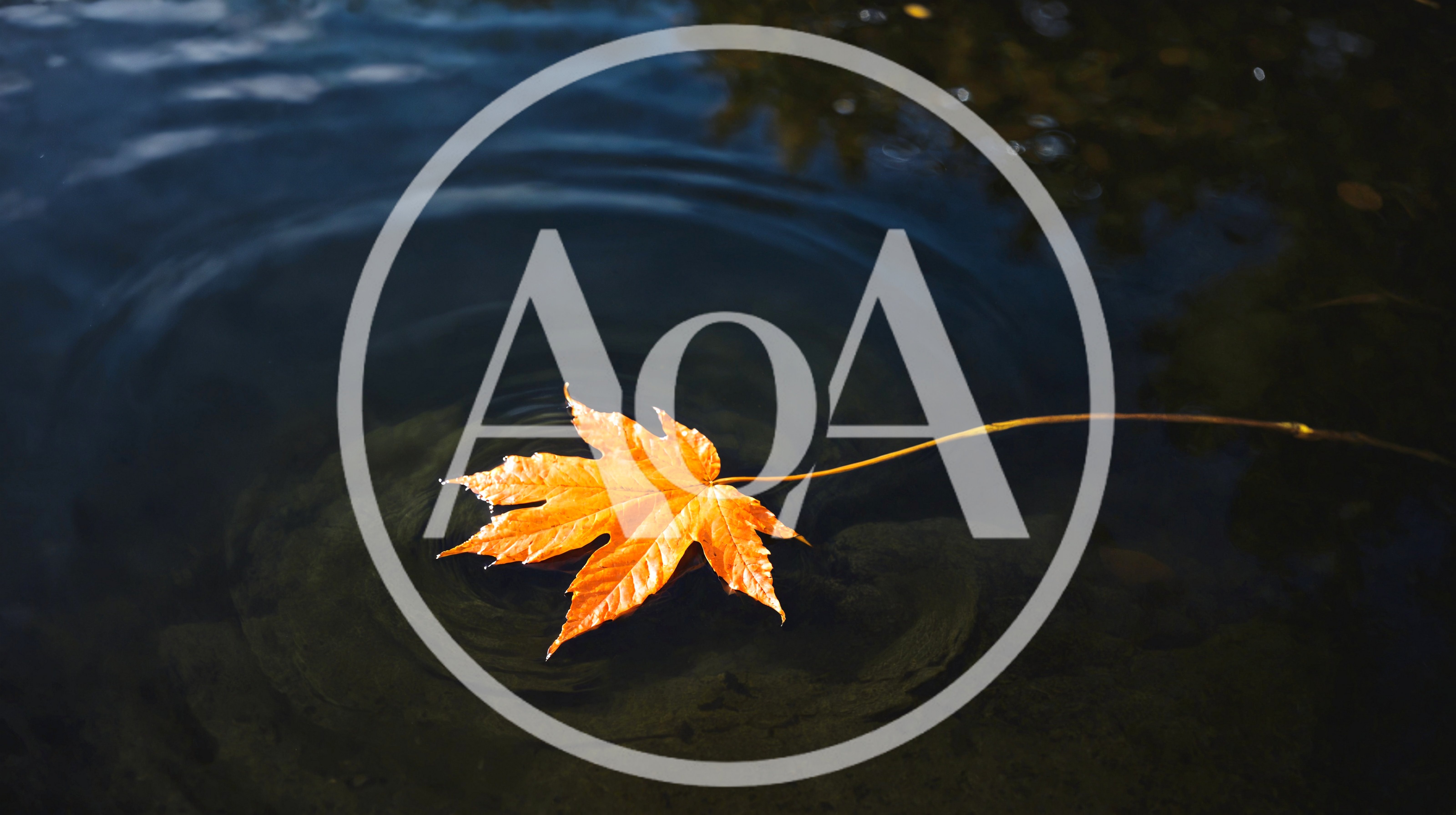 Single Orange Maple Leaf Floating On Dark Water