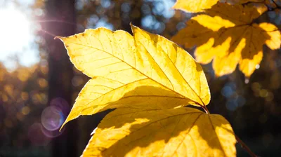 Golden Maple Leaves Backlit By Autumn Sun