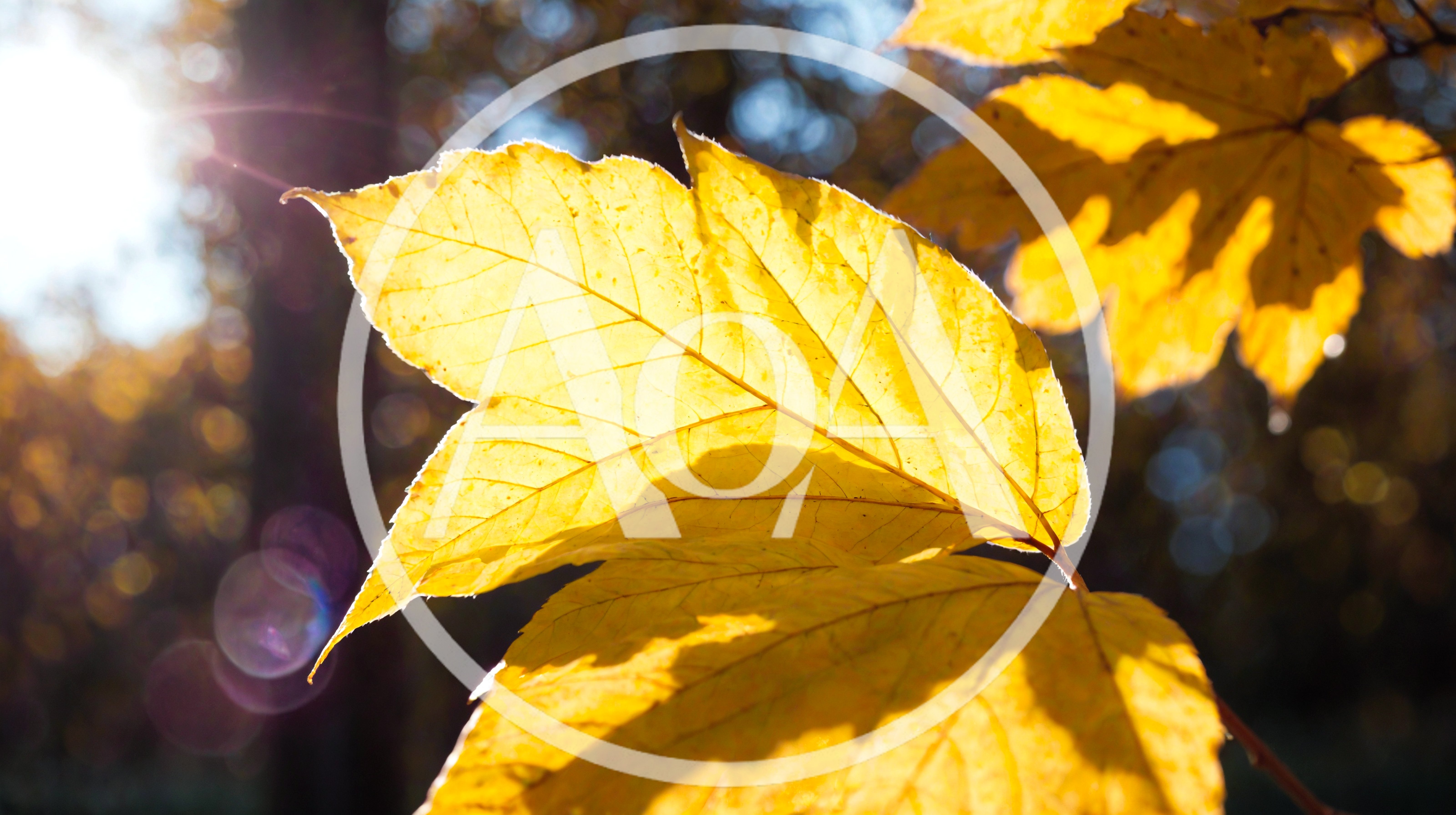 Golden Maple Leaves Backlit By Autumn Sun