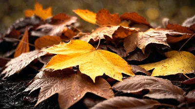 Yellow And Brown Autumn Leaves On The Ground