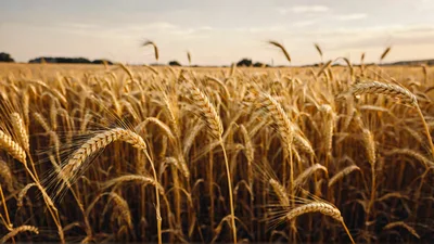 Golden Wheat Field At Sunset