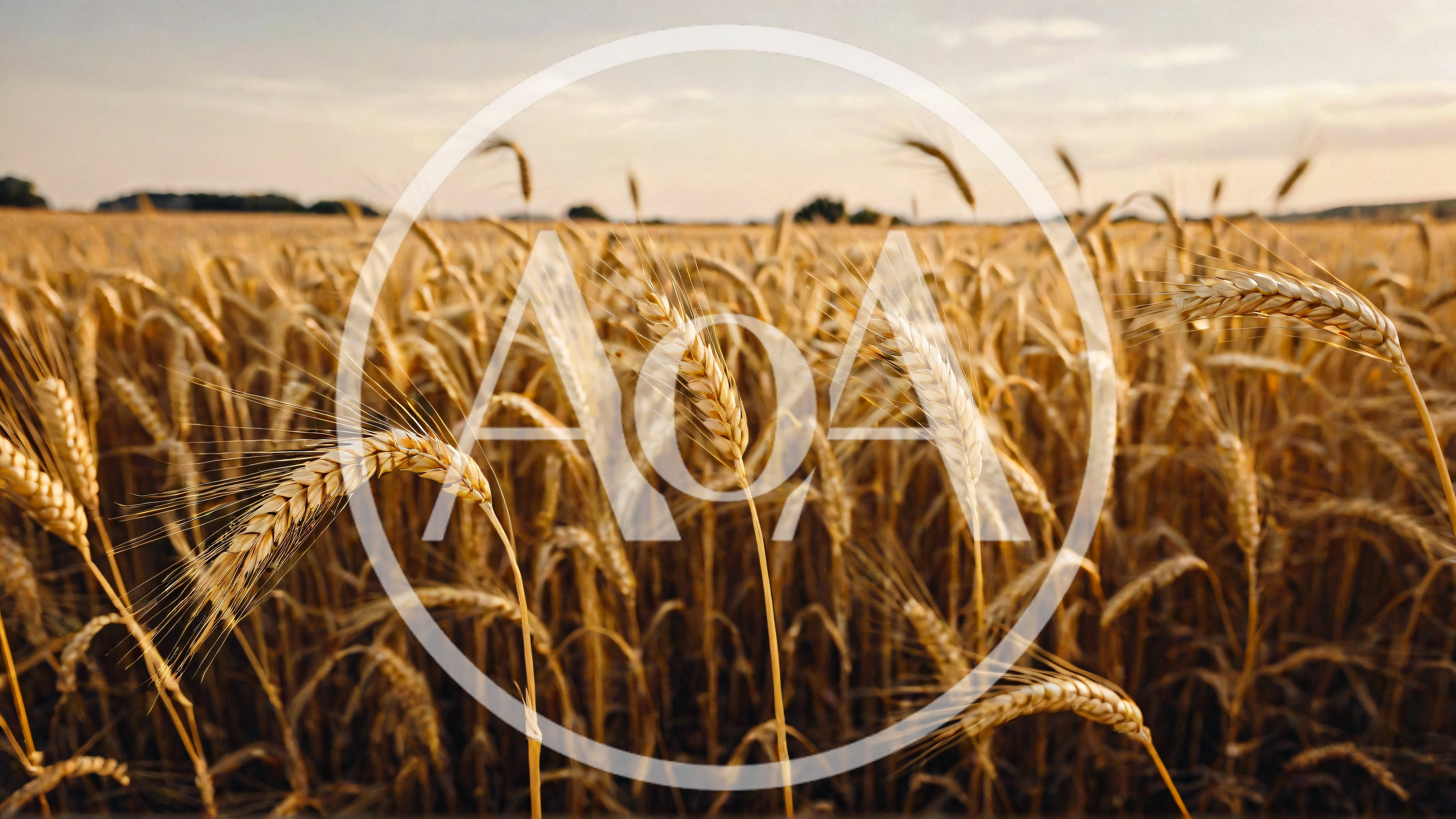 Golden Wheat Field At Sunset