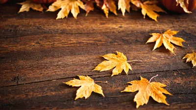 Yellow Maple Leaves Scattered On Rustic Wooden Table