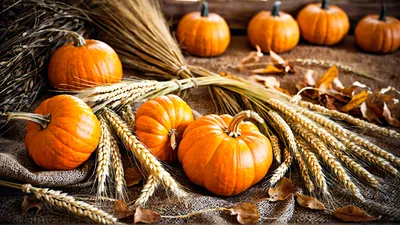 Autumn Harvest Display With Pumpkins And Wheat