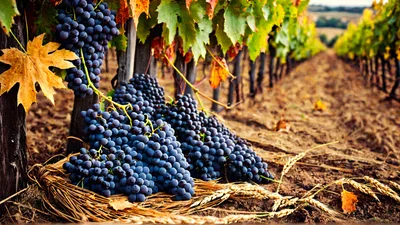 Harvested Purple Grapes In A Vineyard