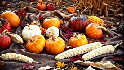 Assorted Pumpkins and Corn Cobs on Rustic Fabric