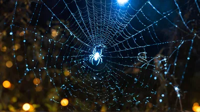 Spider Sitting In The Center Of A Dewy Web