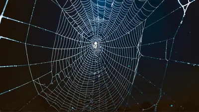Intricate Spider Web With Spider In The Center
