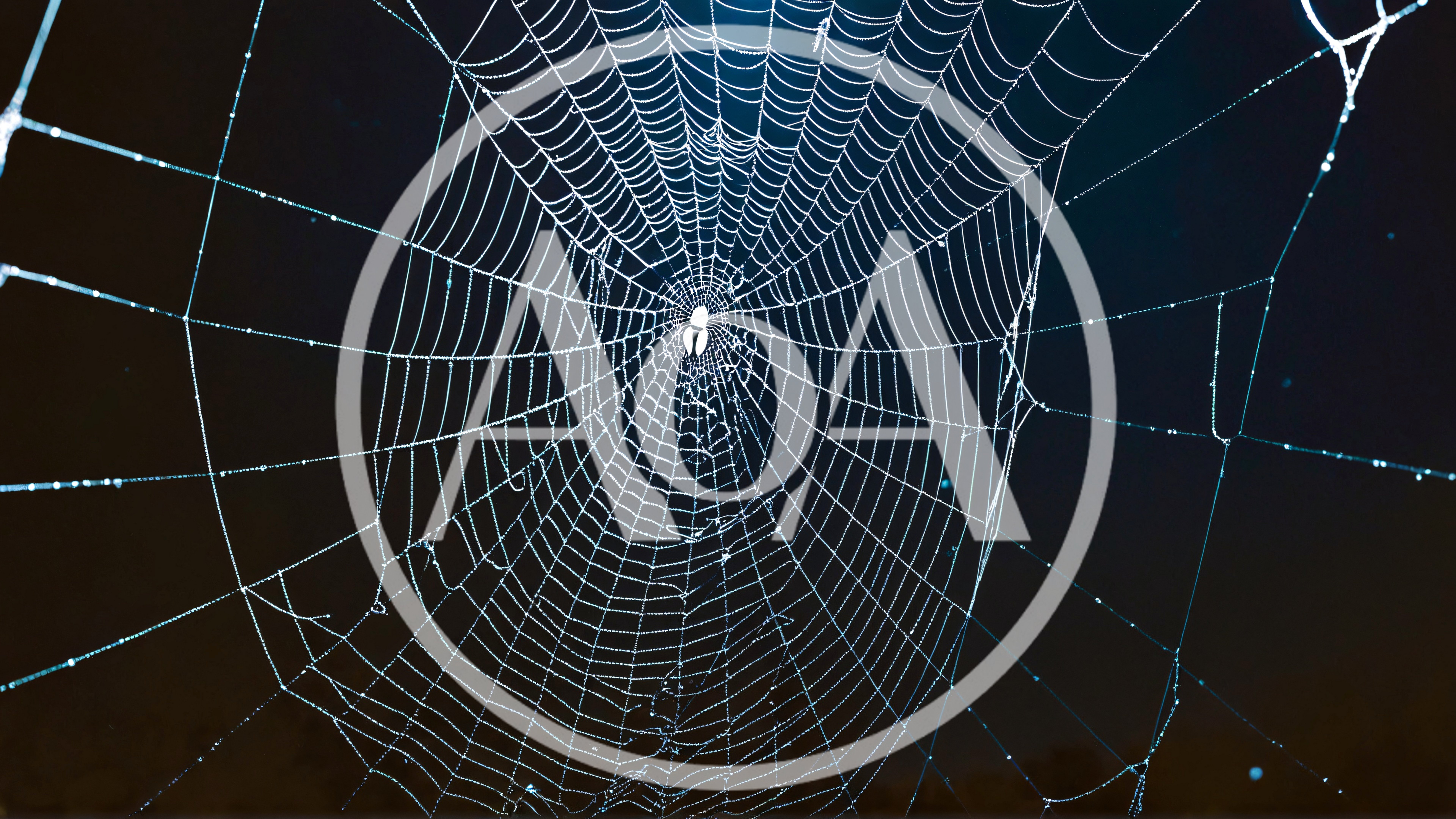Intricate Spider Web With Spider In The Center