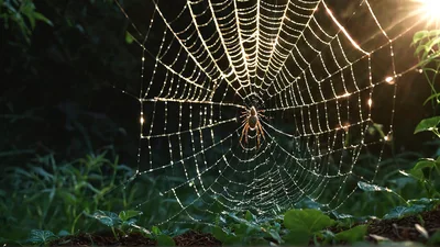 Spider Sitting In Center Of Dew Covered Web