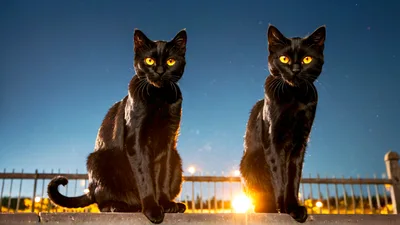 Two Black Cats Sitting On A Fence At Night