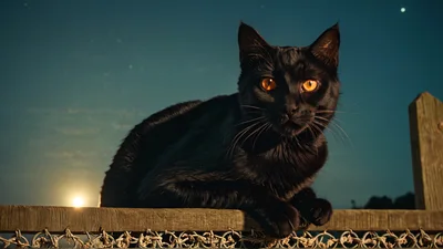 Black Cat Sitting On A Wooden Fence At Night