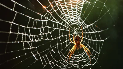 Orb Weaver Spider Resting On Intricate Web