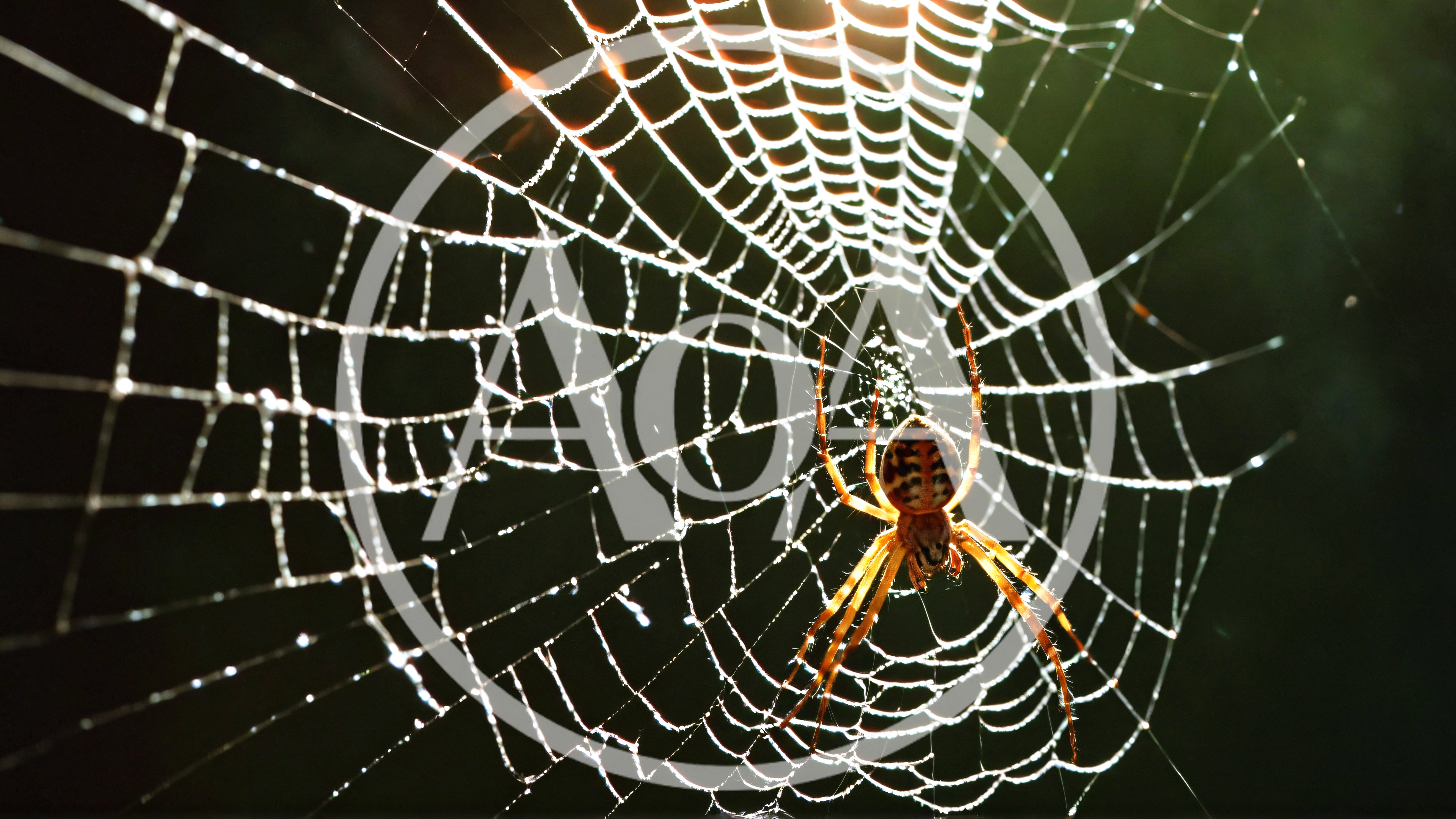 Orb Weaver Spider Resting On Intricate Web