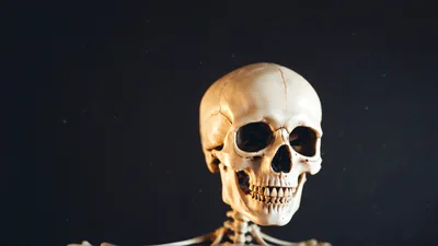 Human Skeleton Skull Against Dark Background