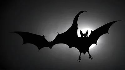 Silhouette Of A Bat Flying Against A Full Moon