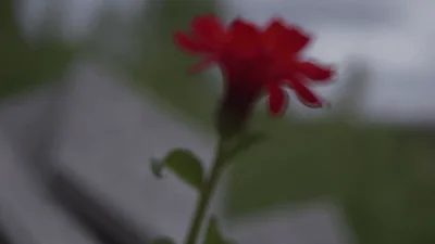 Red Zinnia Flower Blooming In A Garden