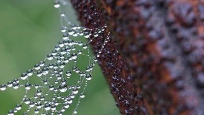 Dew Drops Hanging on a Spider Web