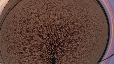 Drone Flying Over Golden Wheat Field At Sunset