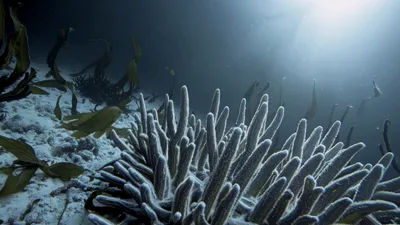 Pink Finger Coral Growing On Sandy Ocean Floor