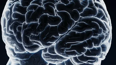 Digital Human Brain Model With Circuitry Patterns
