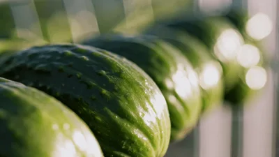 Fresh Green Cucumbers Resting On A Metal Rack