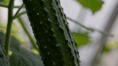 Fresh Green Cucumber Growing On A Vine In Greenhouse