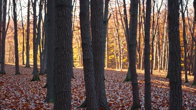 Sunlight Filtering Through Trees In An Autumn Forest