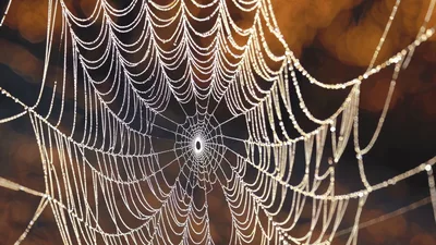 Dew Covered Spider Web Swaying In The Wind