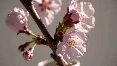 Cherry Blossom Branch Blooming in a Vase