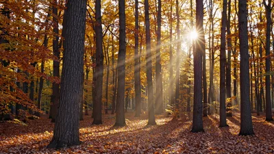 Sunlight Beams Shining Through Autumn Forest Trees