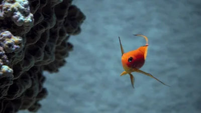 Orange Anthias Fish Swimming Near Coral Reef