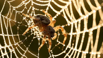 Garden Spider Resting On Dew Covered Web