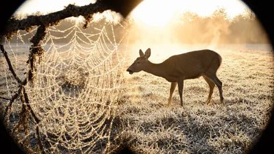 Deer Grazing in Frosty Meadow Near Spider Web