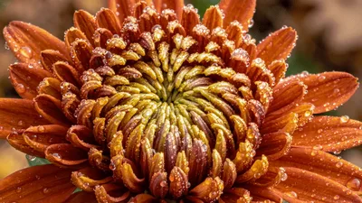 Time Lapse Of A Blooming Chrysanthemum Flower