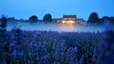 Foggy Lavender Field With Illuminated Farmhouse At Twilight