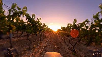 FPV Drone Flying Through Vineyard Rows At Sunset
