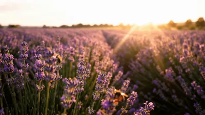 Bees Pollinating Lavender Flowers In A Sunny Field