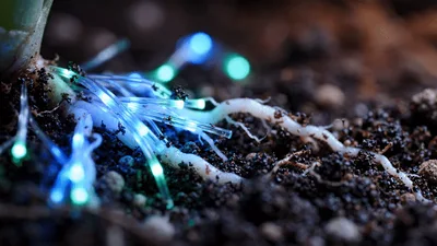 Glowing Fiber Optic Strands Attached To Plant Roots