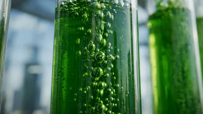 Algae Bioreactor Tubes Bubbling With Green Microalgae Culture