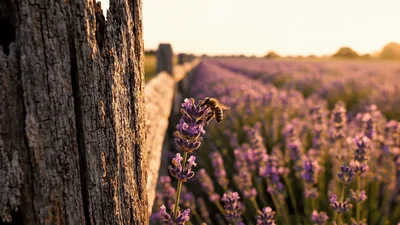 Honey Bee Landing On Lavender Flower In Field