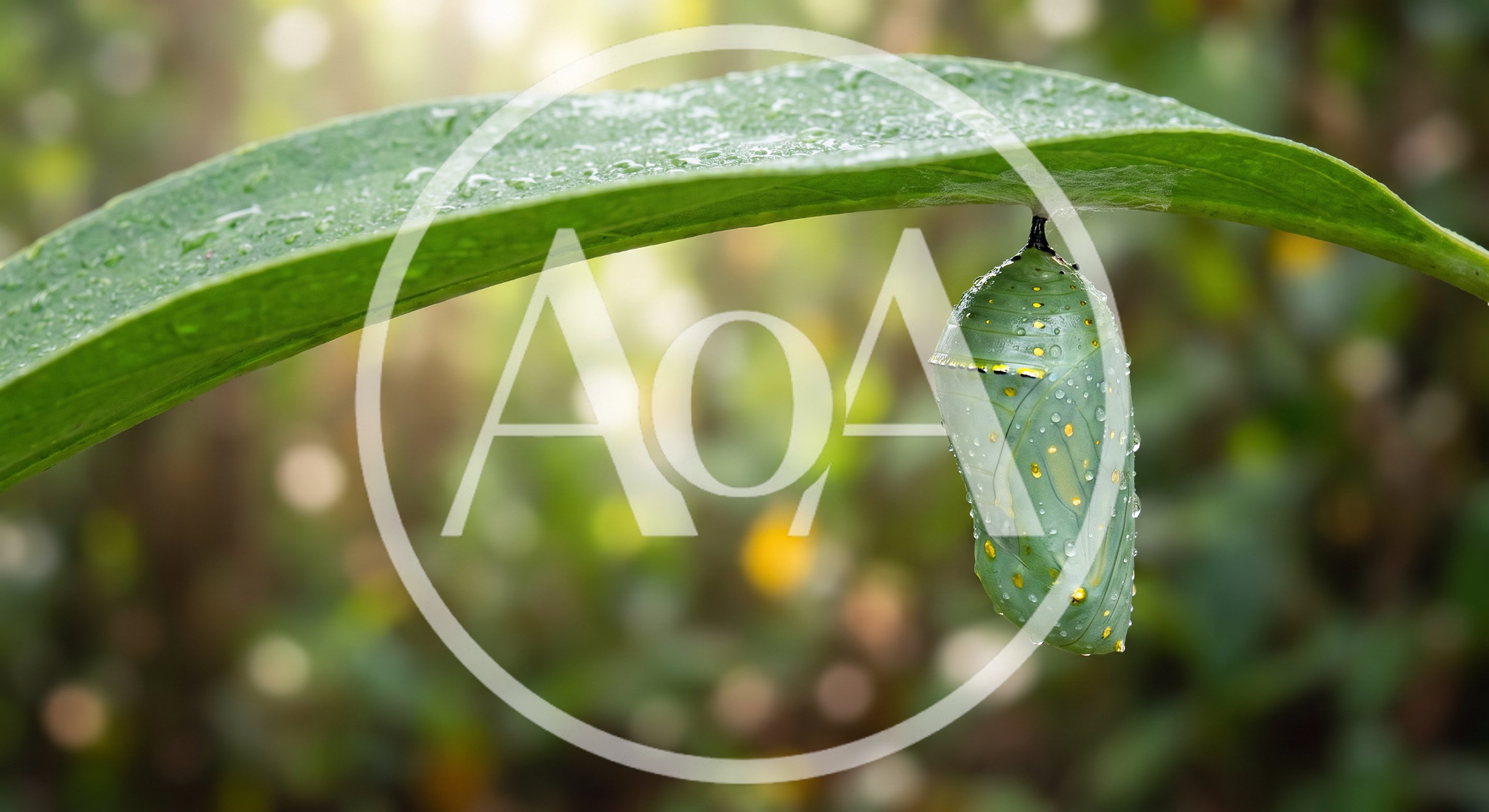 Monarch Butterfly Chrysalis Hanging From A Green Leaf