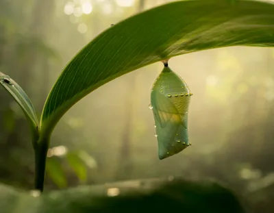 Green Butterfly Chrysalis Hanging From A Tropical Leaf