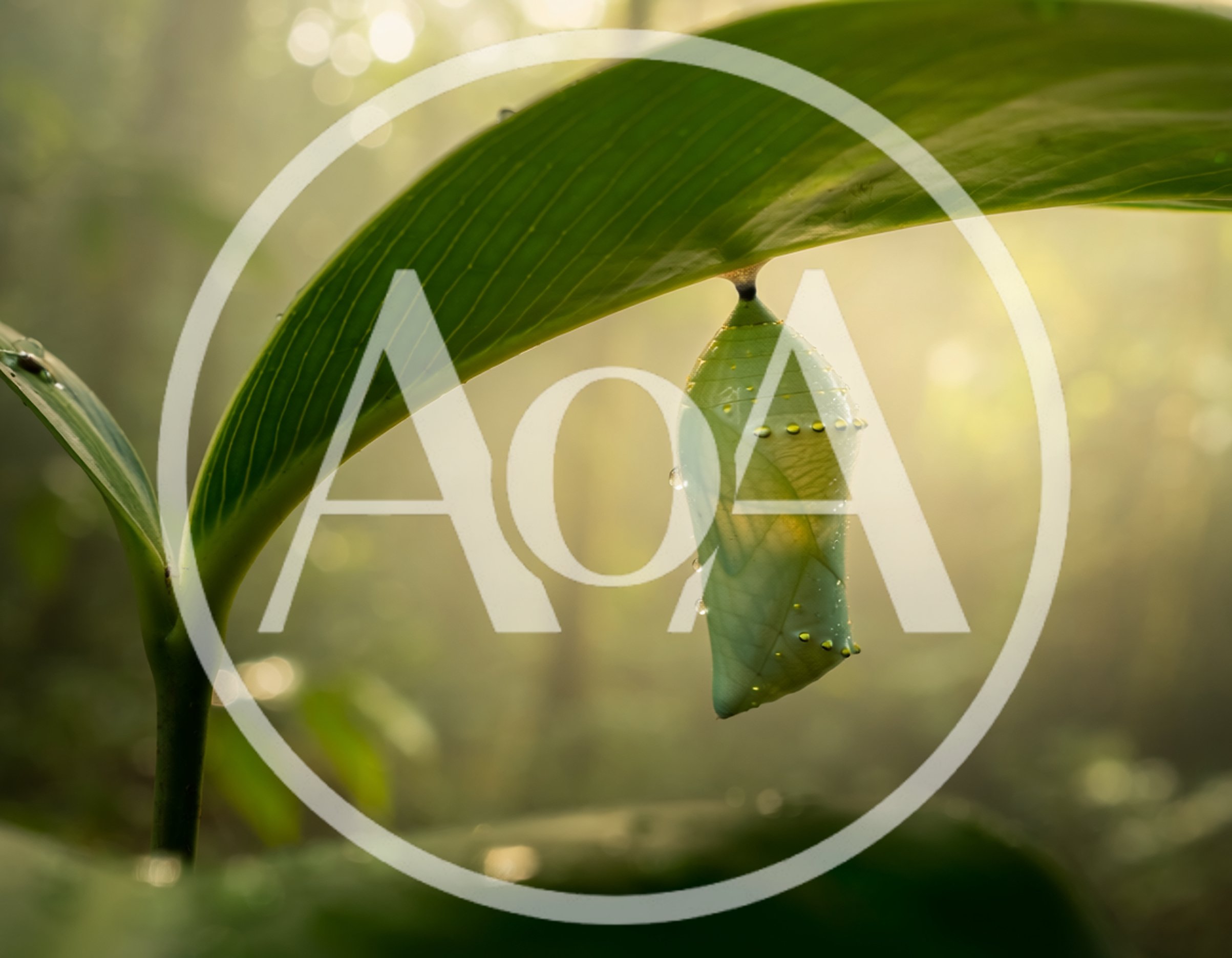 Green Butterfly Chrysalis Hanging From A Tropical Leaf