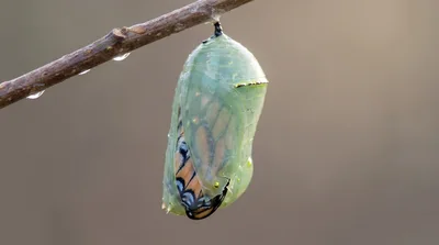 Monarch Butterfly Chrysalis Hanging From A Twig
