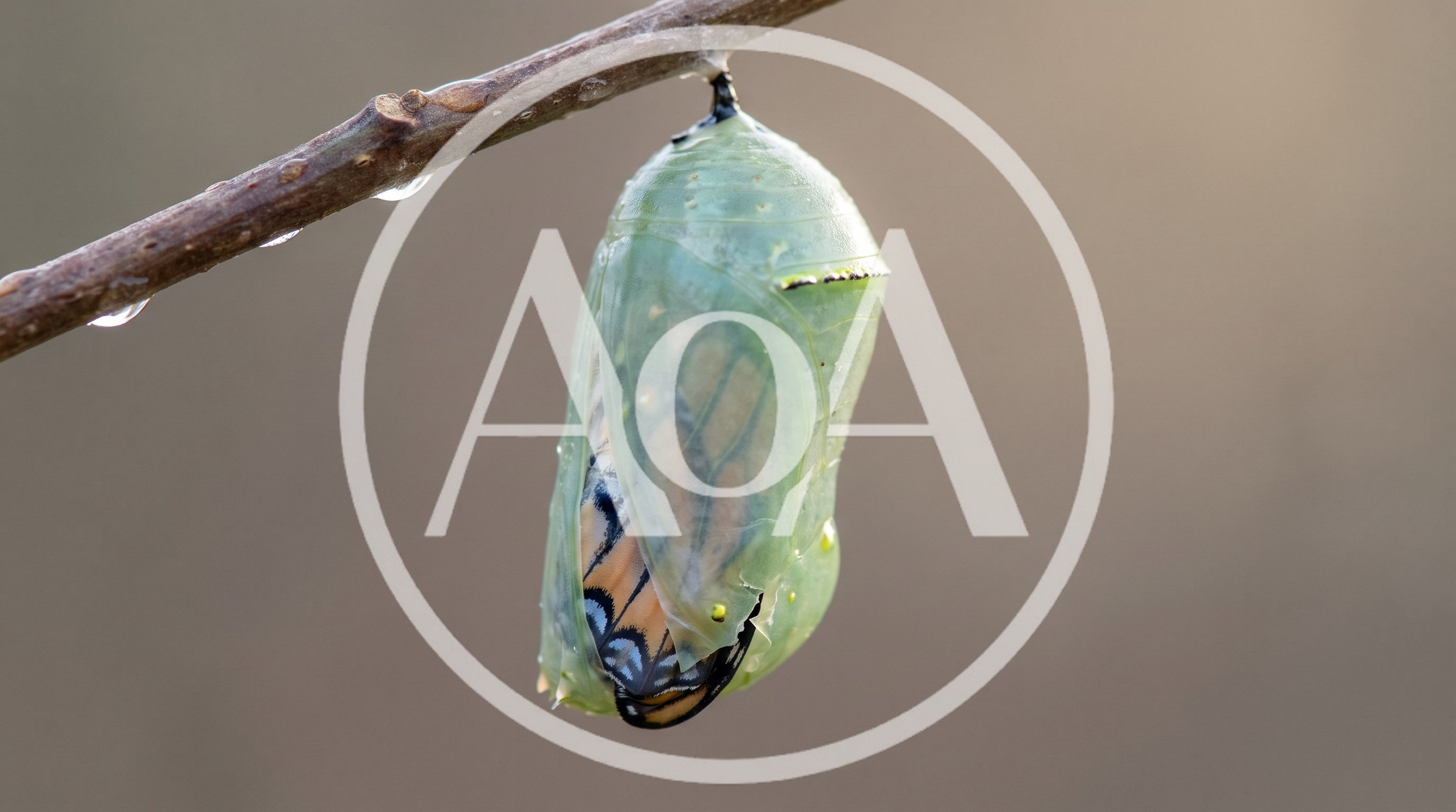 Monarch Butterfly Chrysalis Hanging From A Twig