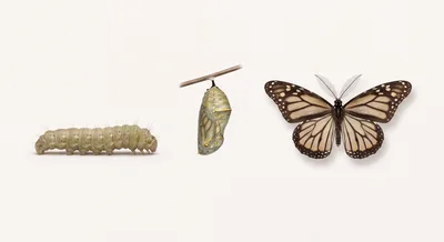 Life Cycle Stages Of A Butterfly